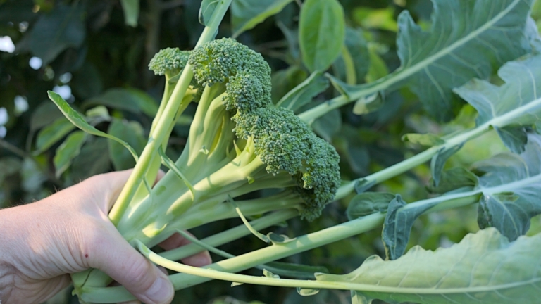How to Plant, Grow, and Care for Broccoli