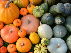 A colorful array of heirloom squash fruits showcases a variety of shapes, sizes, and patterns, featuring rich greens, bright yellows, deep oranges, and unique mottled textures.