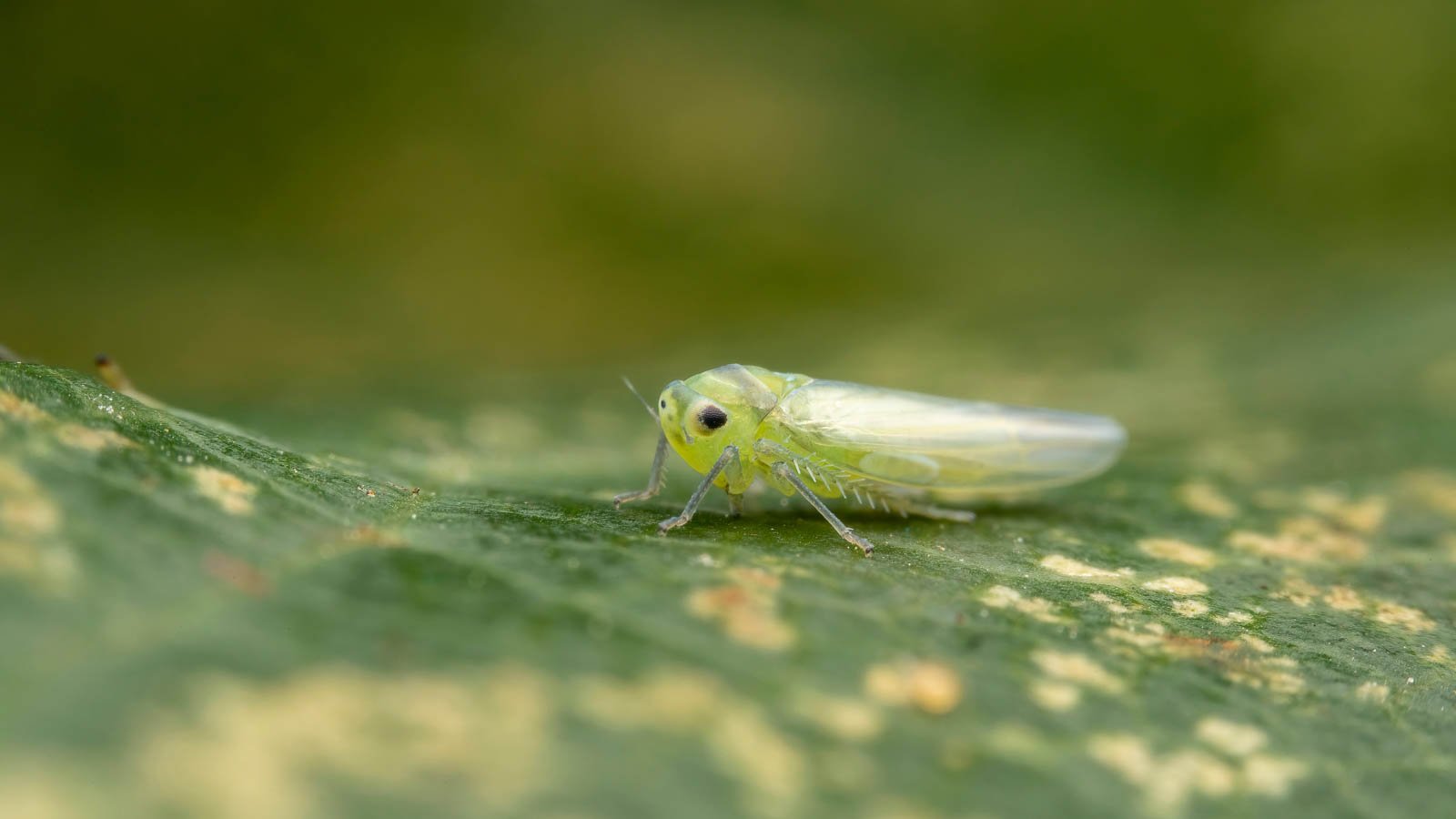 Small green leafhopper on spotted leaf in the garden.