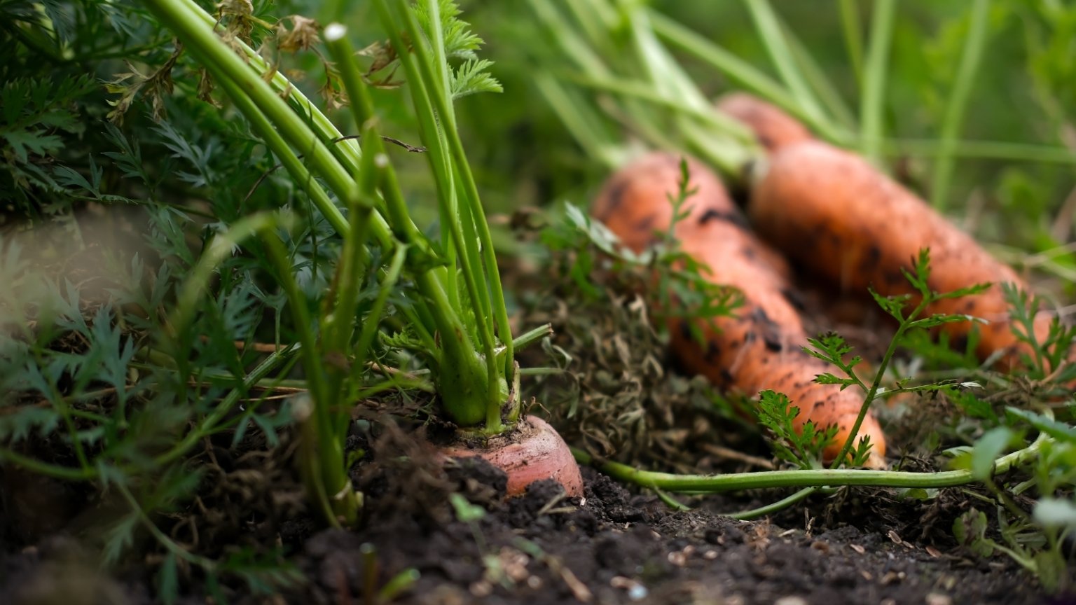 9 Crops You Should Overwinter This Year