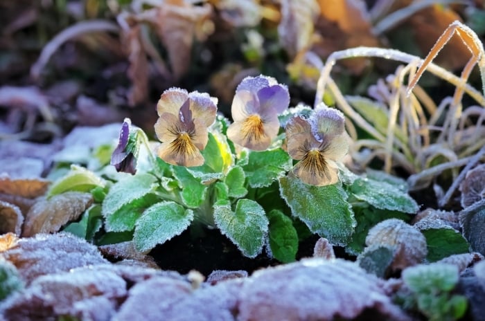 Frost-kissed pansies display vibrant petals in hues of purple, yellow, and white, their edges rimmed with delicate ice crystals against a backdrop of wintry foliage.
