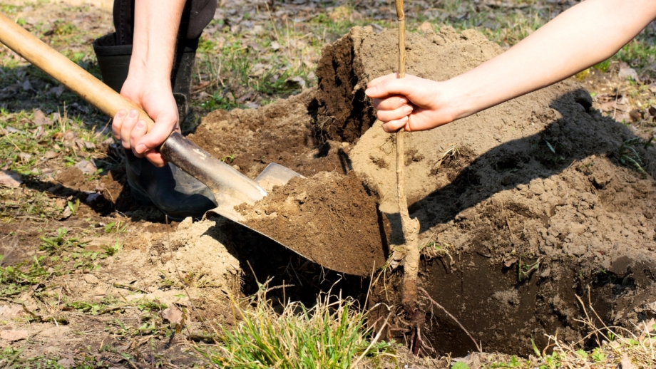 5 Reasons Why Fall Is the Best Time To Plant Fruit Trees