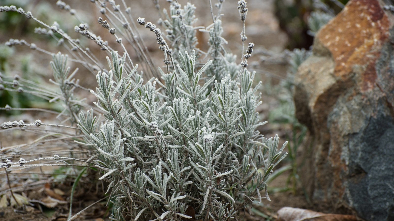 In a winter garden, the frozen lavender plant displays silvery-gray leaves and sturdy stems encased in ice, with dried purple flowers providing a stark contrast, highlighting the need to protect lavender winter.