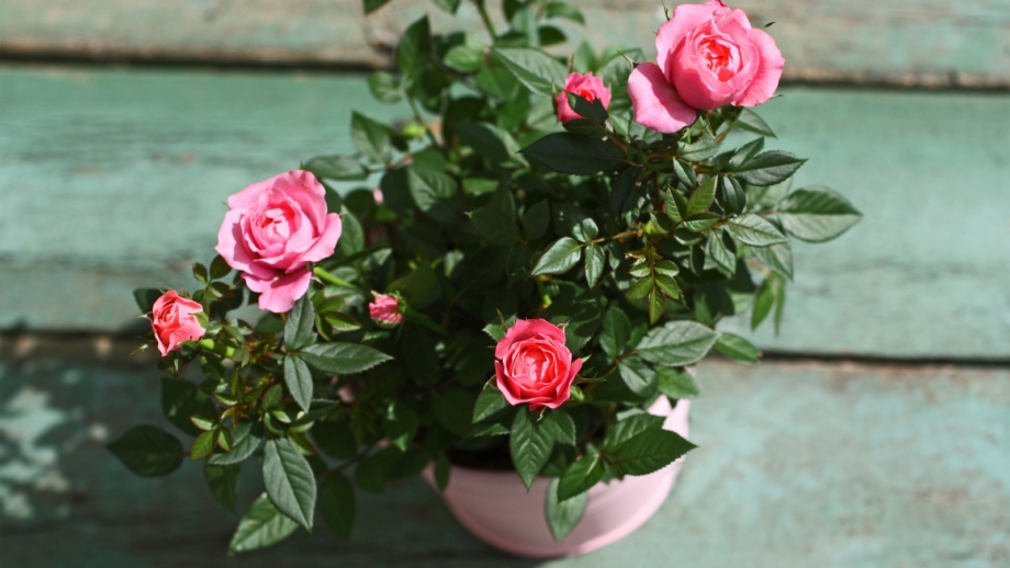 9 Roses That Need Extra Winter Protection