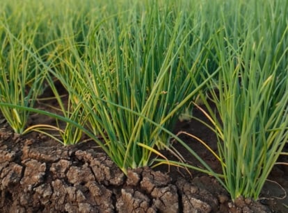 Close-up of a garden bed with tightly packed tufts of tall, slender green leaves above the soil, and clusters of small, reddish-brown bulbs growing underground.