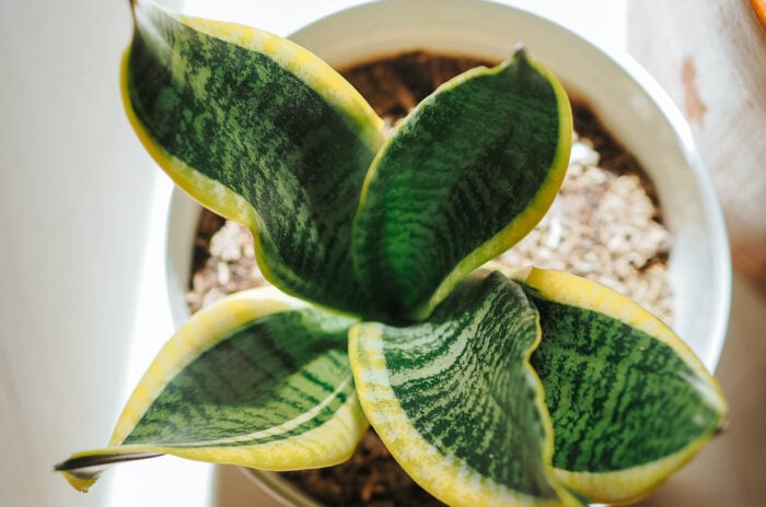 A snake plant succulent with green leaves and yellow margins growing as a houseplant indoors.