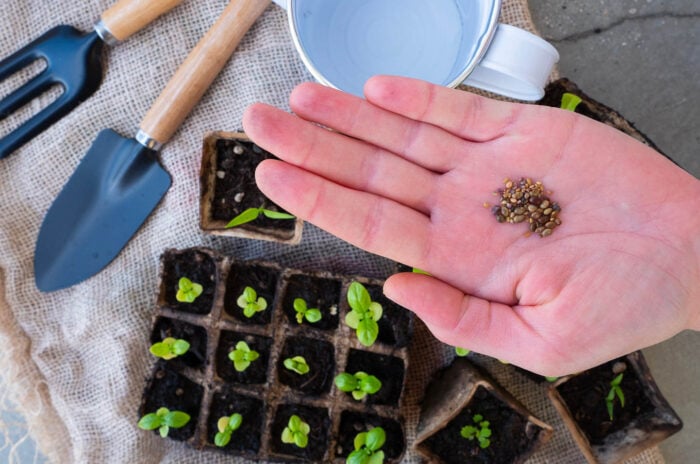 Gardener holding seeds above a seed tray with a watering can, trowel and fork in the background.