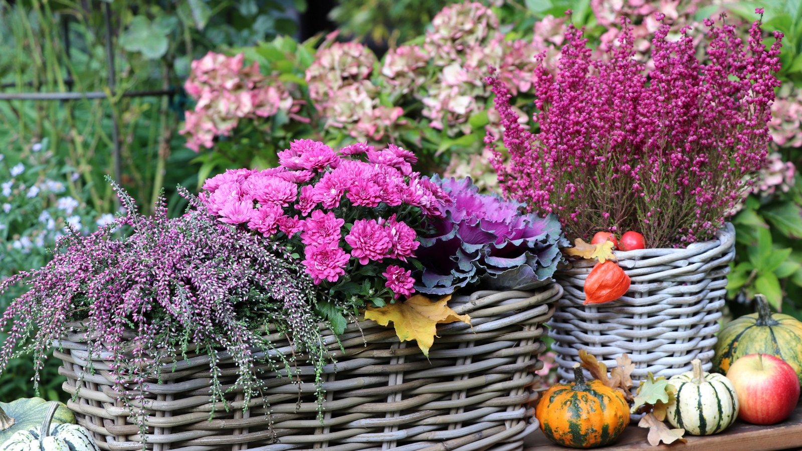 Close-up of decorative wicker thanksgiving containers filled with purple heathers, purple chrysanthemums, and ornamental kale, accompanied by small colorful pumpkins, set on a wooden table in an autumn garden.