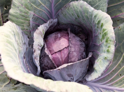 The Cabbage ‘Red Acre’ plant showcases tightly packed, crinkled leaves in shades of deep purple and reddish-green, culminating in a firm, rounded head.