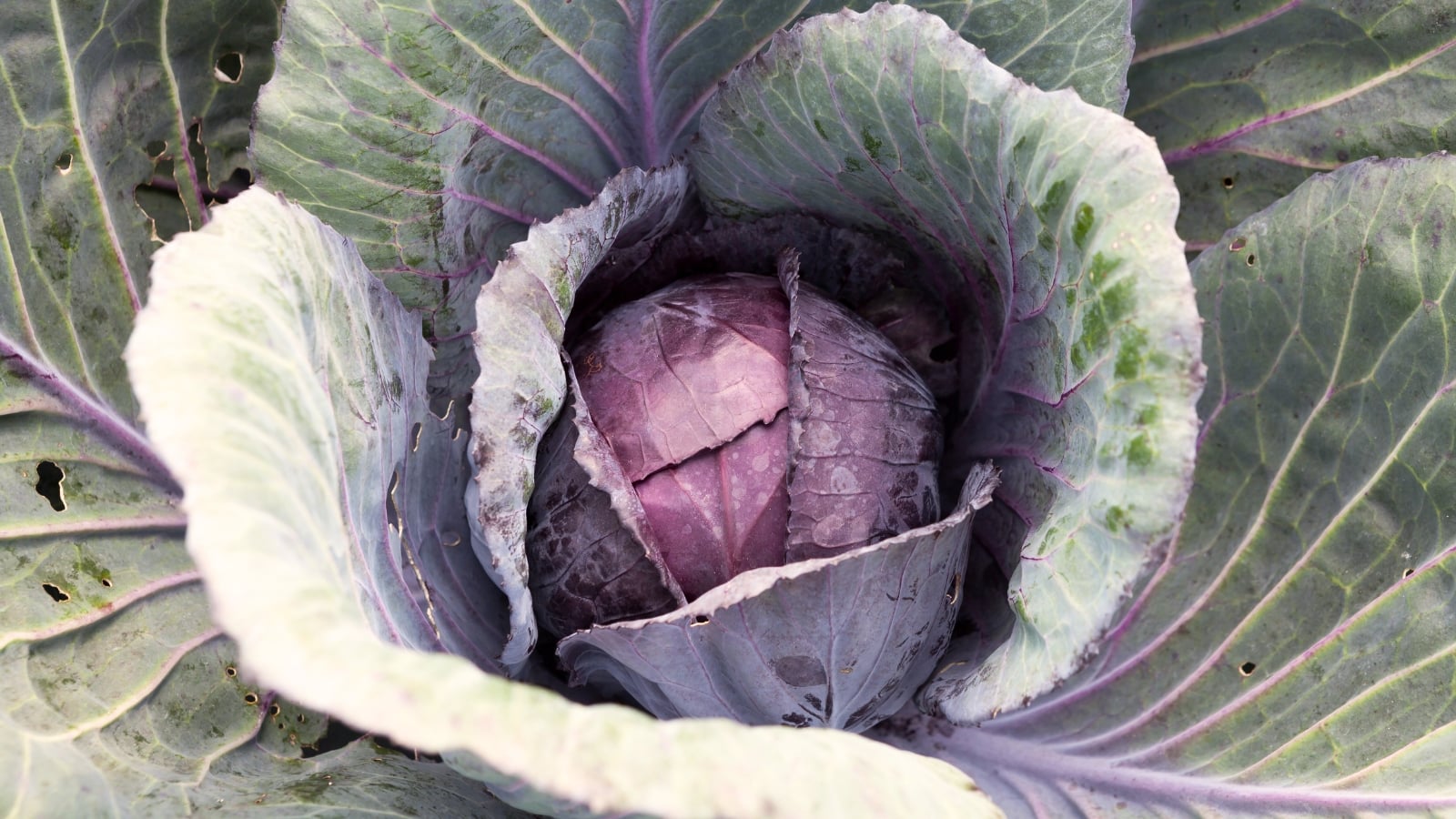 The Cabbage ‘Red Acre’ plant showcases tightly packed, crinkled leaves in shades of deep purple and reddish-green, culminating in a firm, rounded head.