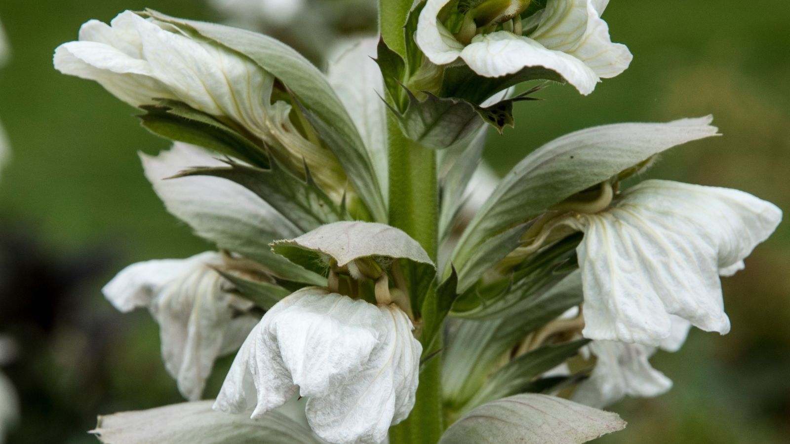 A focused and close-up shot of a variation of a flowering perennial showcasing its green hood-like leaves over white flowers in a well lit area outdoors