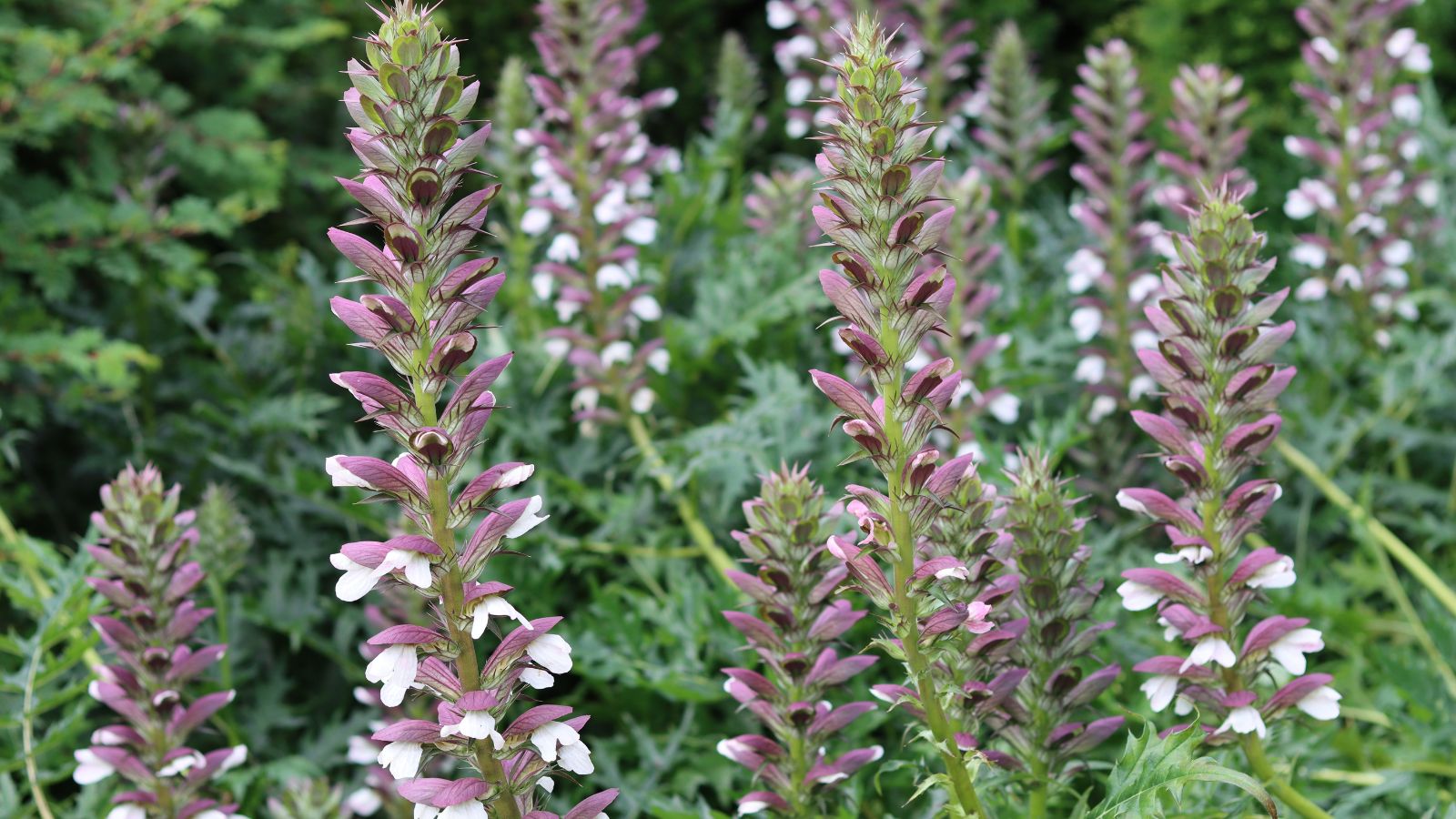 A close-up shot of the ‘Summer Beauty’ variety of flowering flowers showcasing their tower-like appearance and white and purple hues in an area outdoors