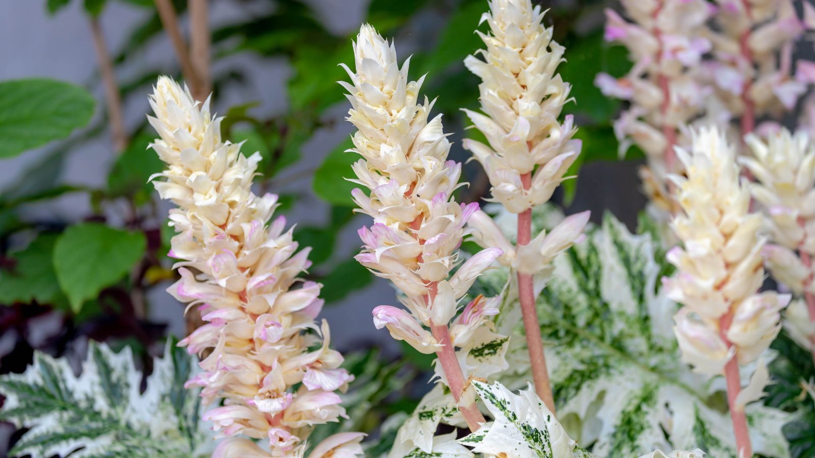 A focused shot of a Whitewater variety of flowering plants showcasing its unique colorway of white with tinges of pink in an area outdoors