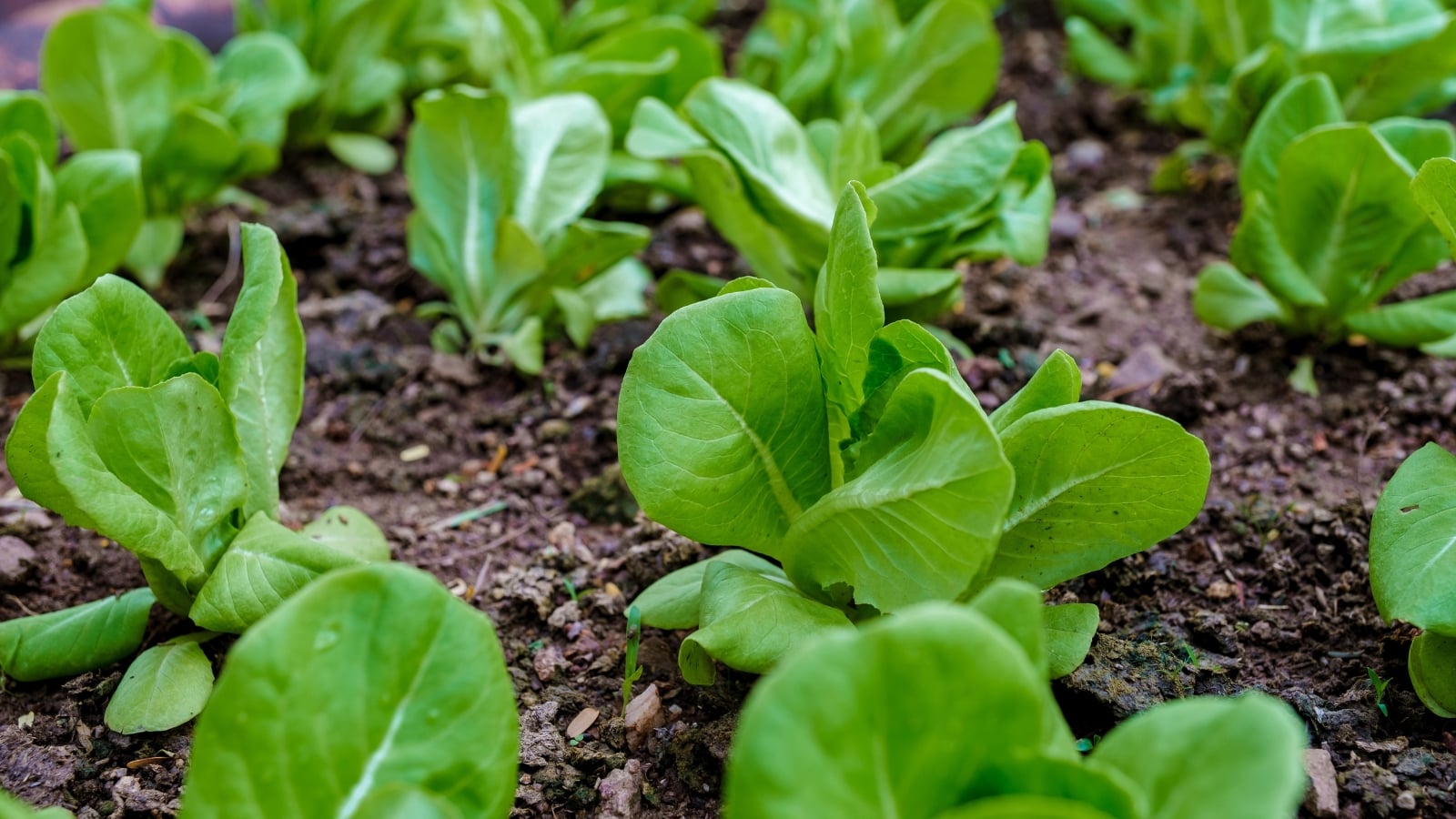 Compact rosettes of spoon-shaped, deep green leaves with thick white ribs grow close to the ground.