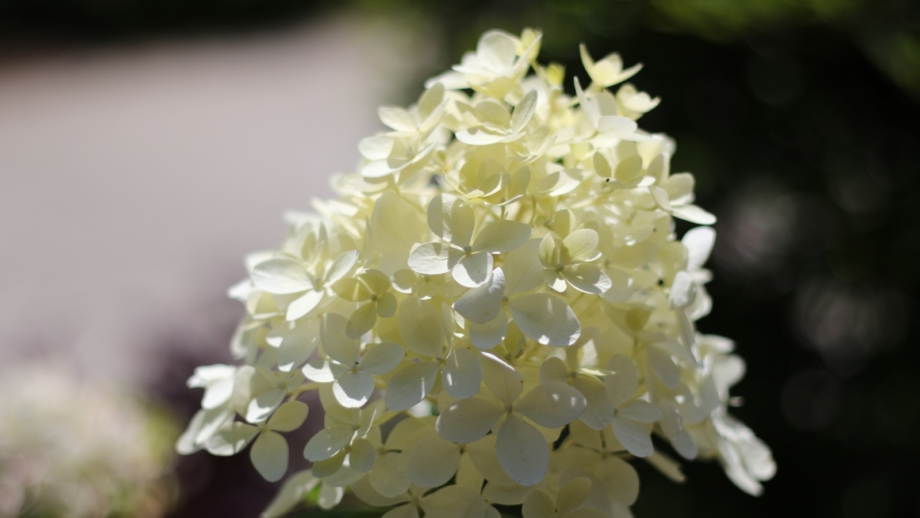 9 Tough Hydrangeas to Try if You Failed Before: Our Hardiest Picks