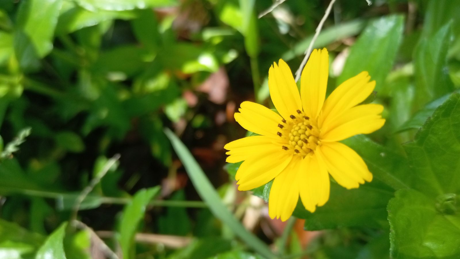 A close-up and focused shot of a creeping perennial that is showcasing its daisy-like yellow blooms and lush green leaves in a well lit area outdoors