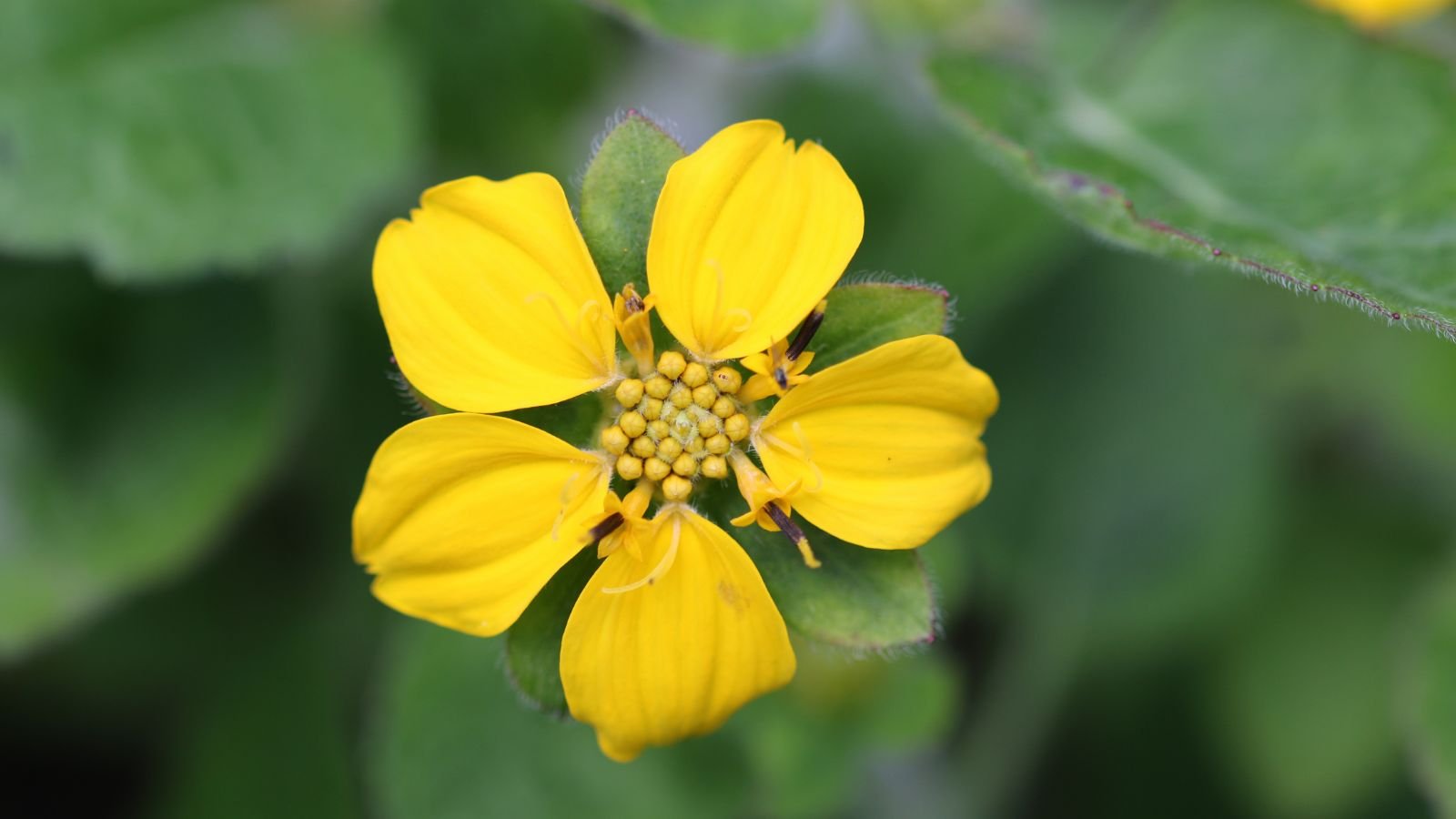 A close-up shot of a yellow perennial showcasing its disk petals and flowering stems along with its green leaves in a well lit area outdoors