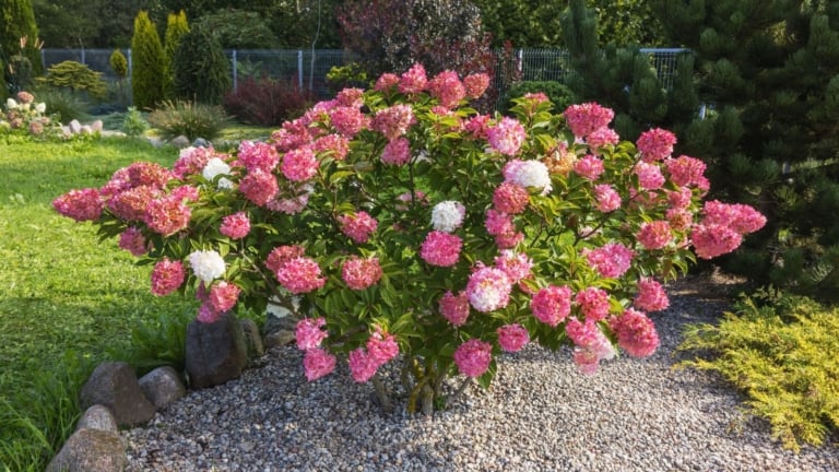 17 Best Shrubs for the Cut Flower Garden