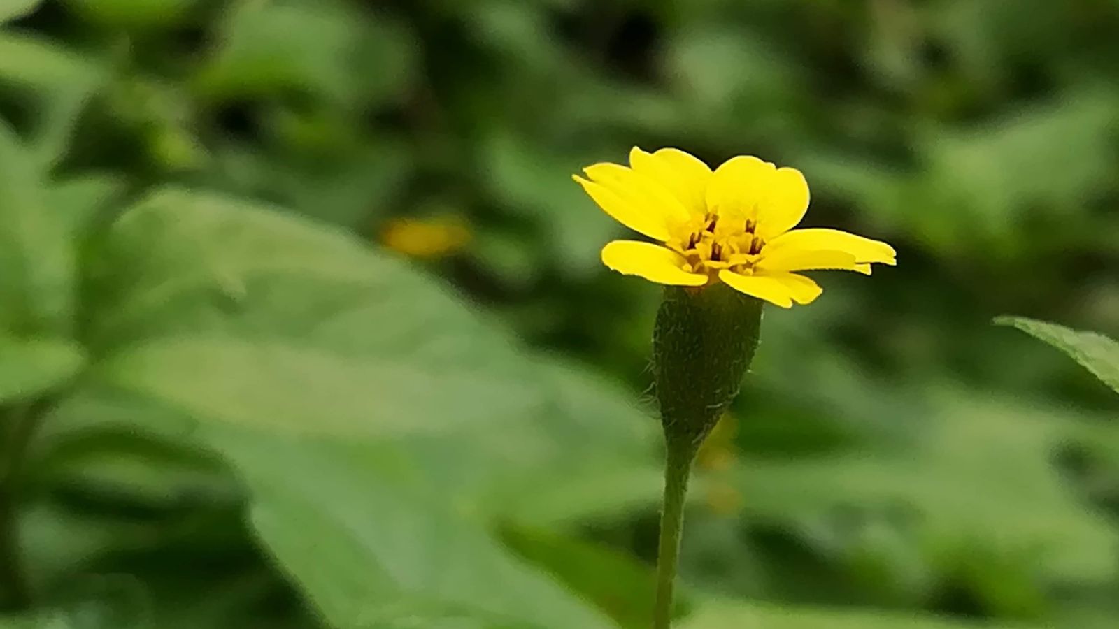 A close-up shot of a ground cover flower that is showcasing its goring stems and flower bloom with other foliage in the background in a well lit area outdoors