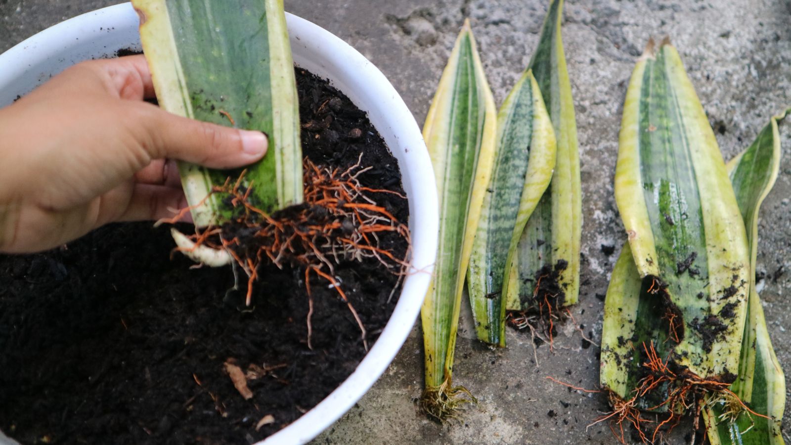 A close-up shot of a person's hand dividing a houseplant from a white container filled with soil and with its roots still intact, all situated in a well lit area.