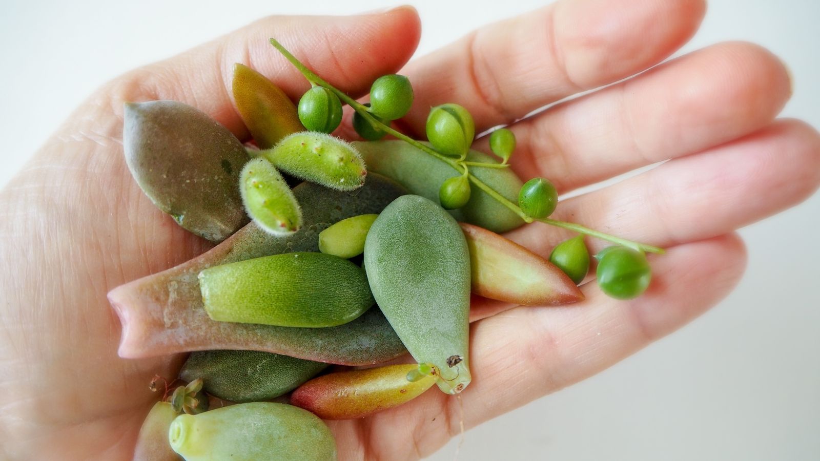 A close-up shot of a person's hand holding several cutting of plants or succulents piled up together in a well lit area