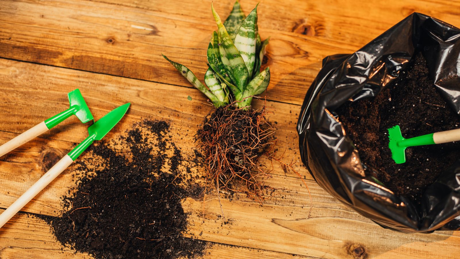 A close-up shot of a small mother-in-law's tongue with roots still intact, and between the flora is a black bag of soil and a small shovel and on its other side are small garden tools and spent soil, all placed on top of a wooden surface in a well lit area