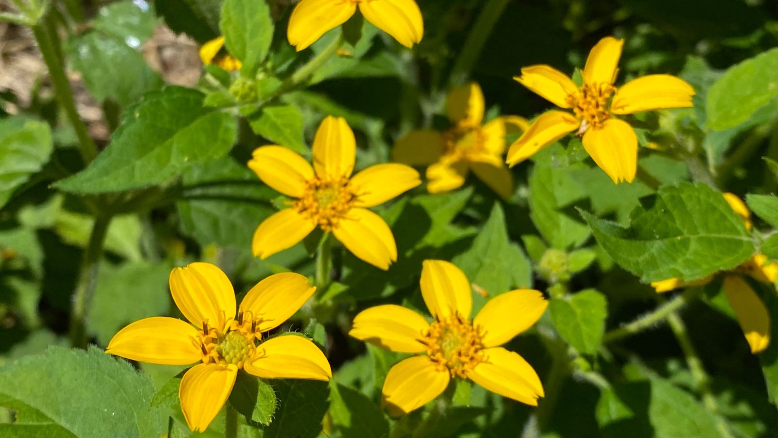 A close-up shot of ground cover perennial showcasing its daisy-like, yellow flowers and green leaves in a well lit area outdoors
