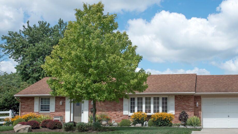 A Guide to Choosing the Best Tree For Your Yard: Factors to Consider