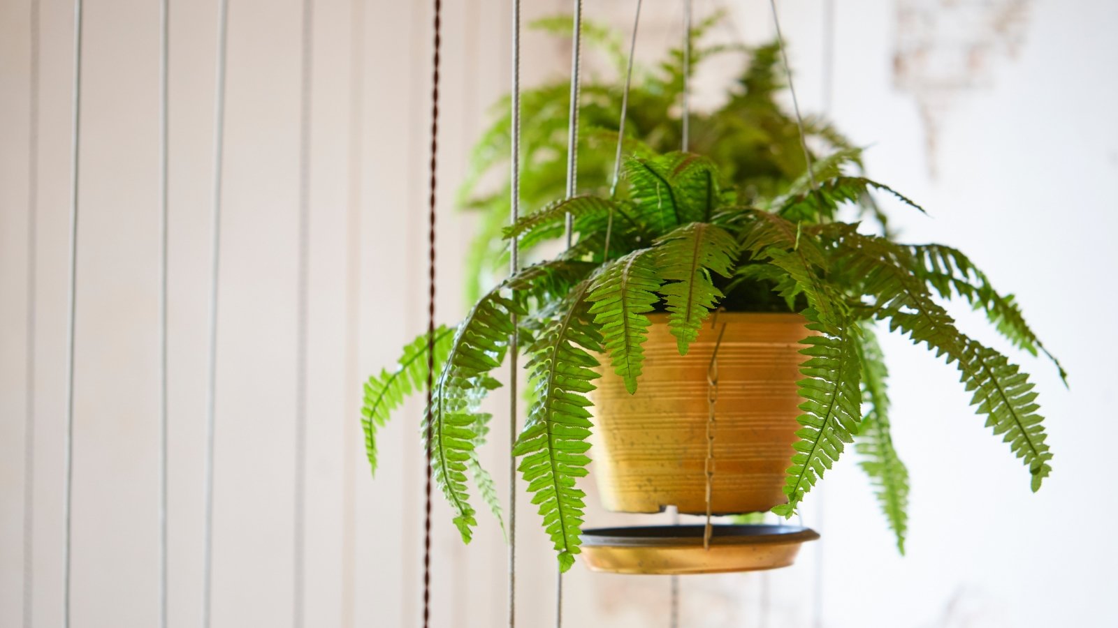 A hanging plant in a brown pot displaying beautiful, bright green fronds.