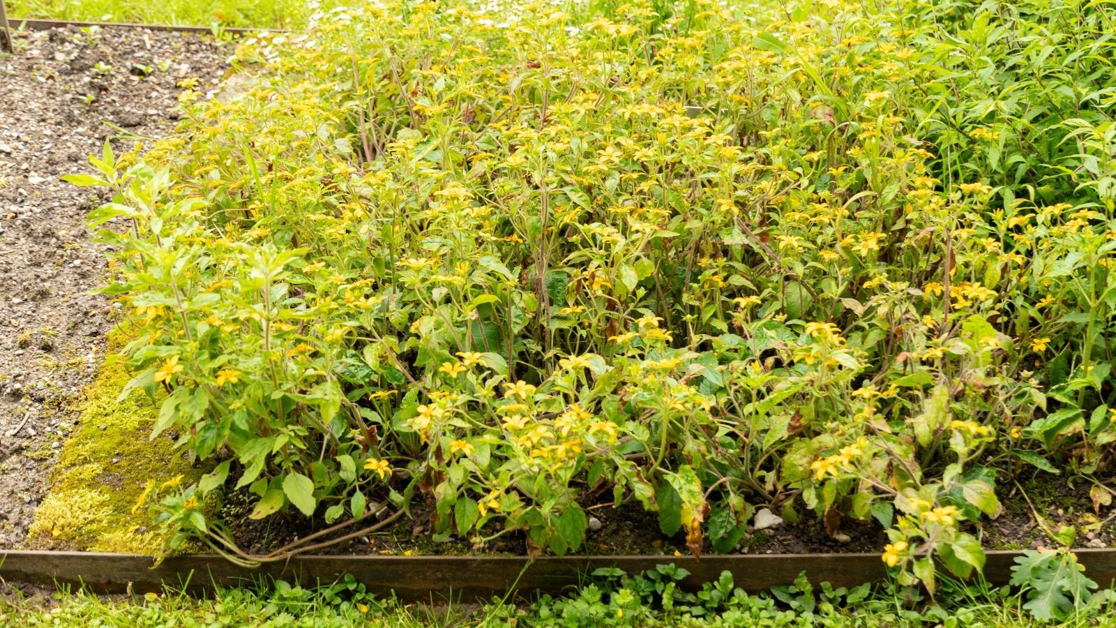 A shot of a growing creeping perennial showcasing its yellow flower blooms and green leaves and stems, all placed on a garden bed with edging or dividers visible, in a well lit are outdoors