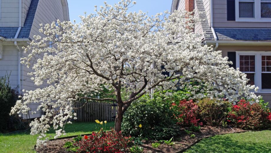A Guide to Choosing the Best Tree For Your Yard: Factors to Consider
