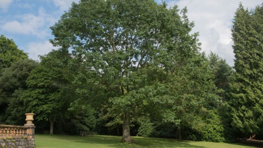 A Guide to Choosing the Best Tree For Your Yard: Factors to Consider
