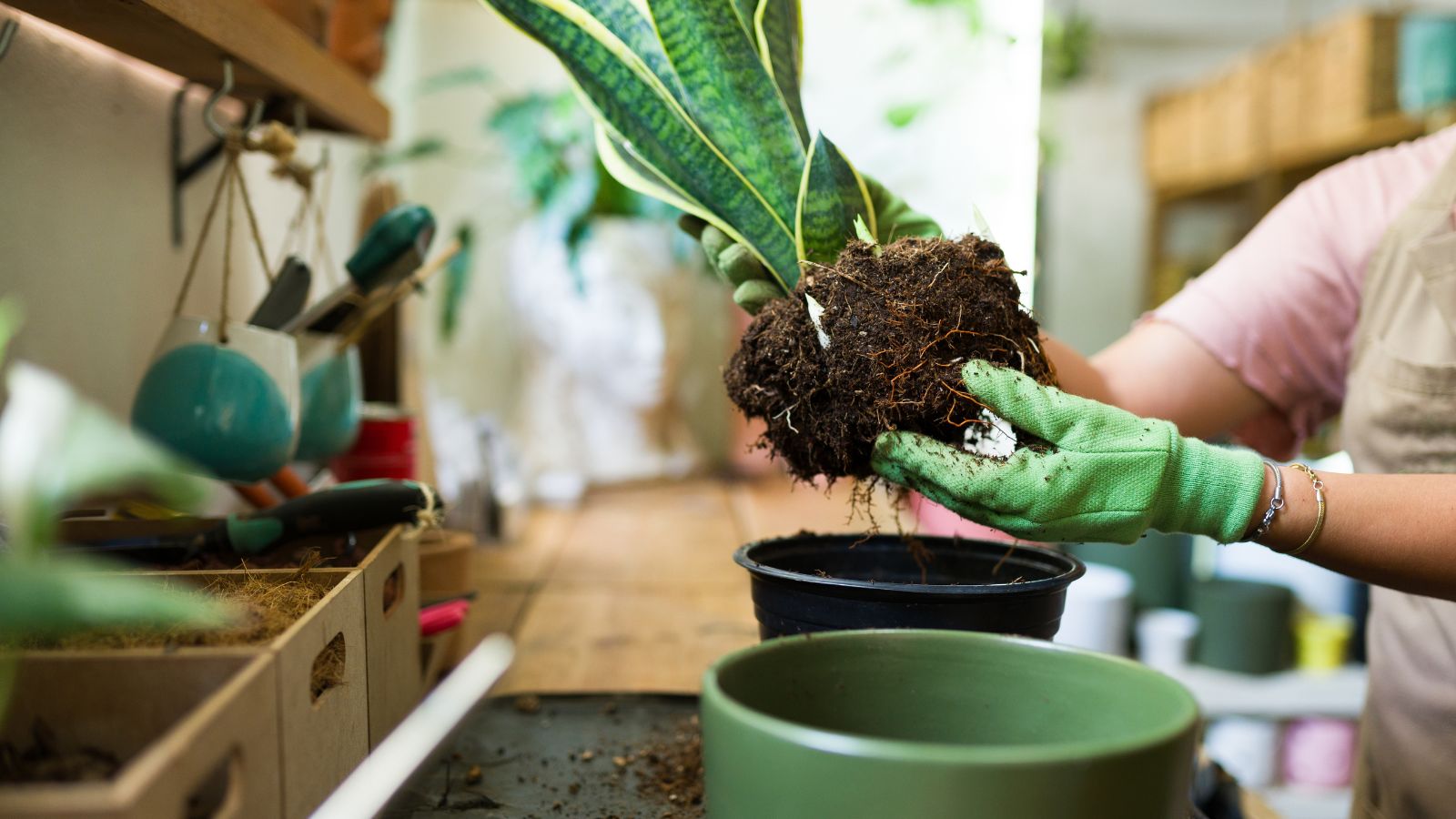 A shot of a person wearing a pink shirt, khaki apron and green garden gloves in the process of transplanting a houseplant to a new container, all situated in a well lit area indoors.