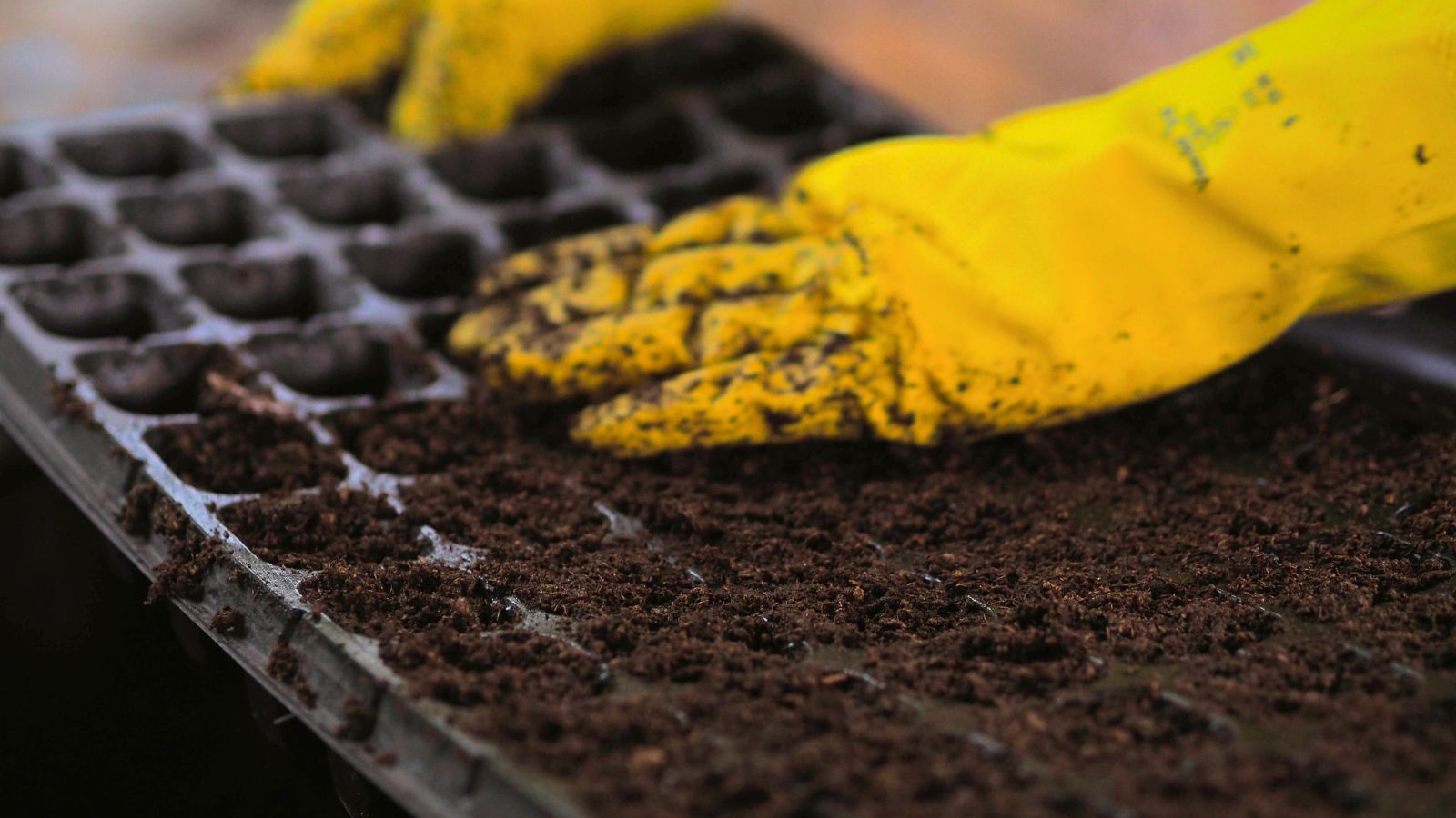 A shot of a person's hand with yellow gloves preparing soil in a tray, appearing to flatten out the surface using their hand