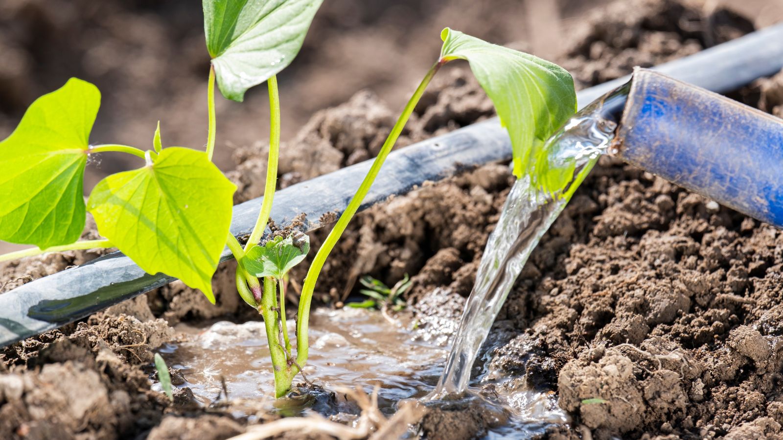 A person using a blue tool to water shoots that look young and tender having a bright green color