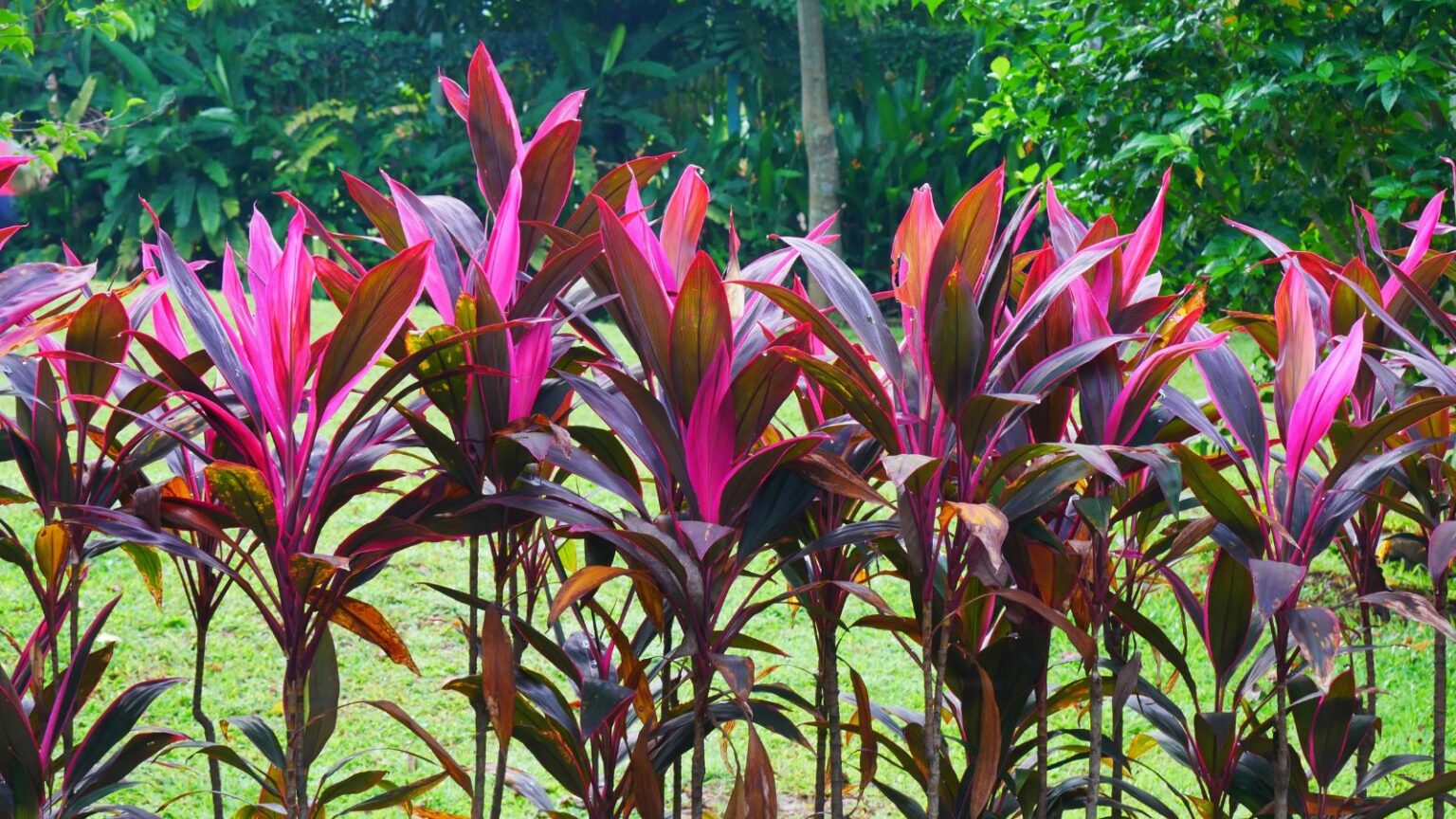 How to Plant, Grow, and Care for Hawaiian Ti Plant