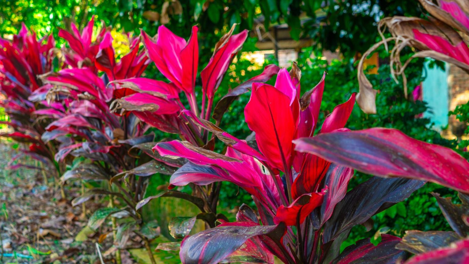 How to Plant, Grow, and Care for Hawaiian Ti Plant