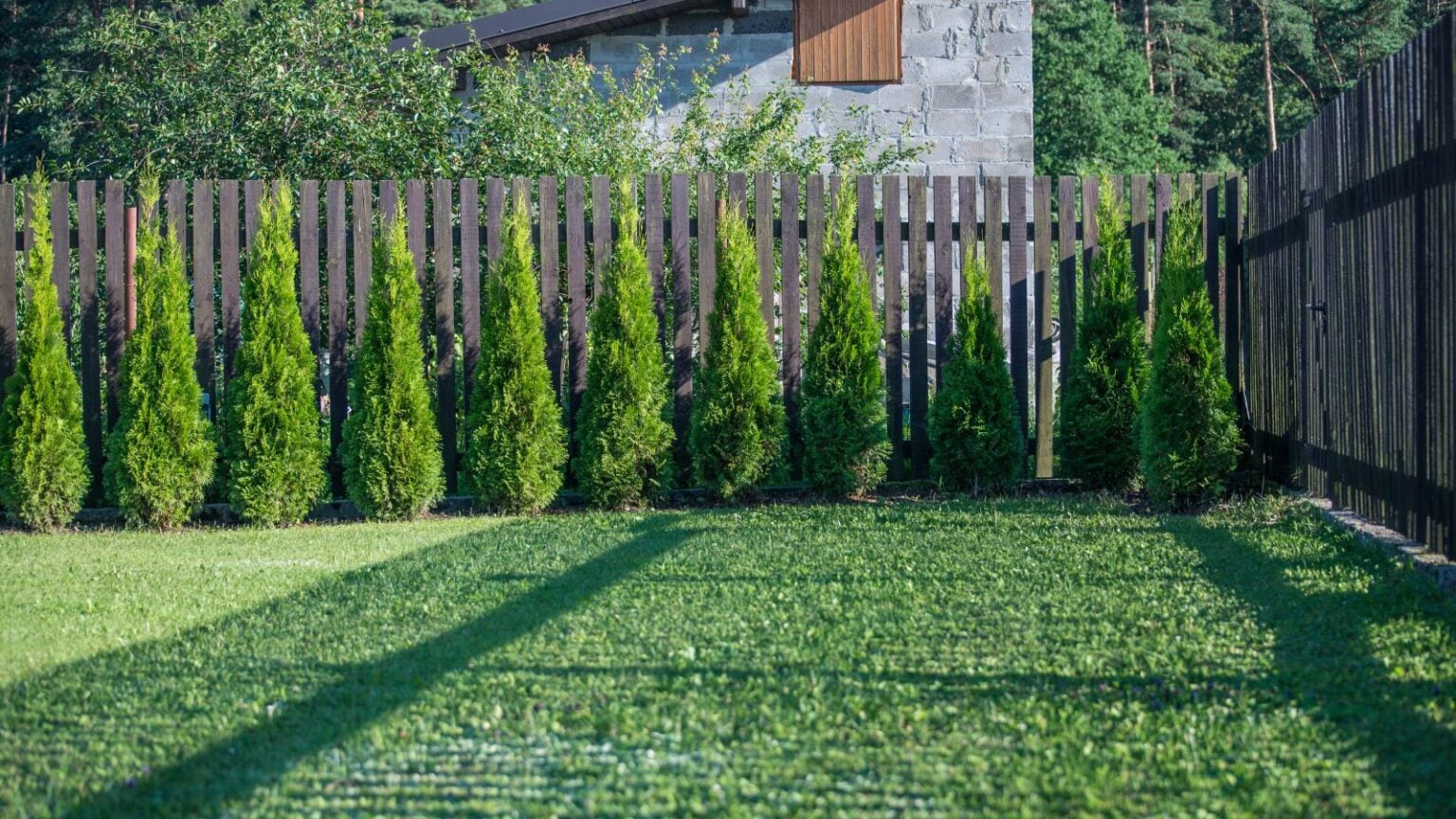 A Guide to Choosing the Best Tree For Your Yard: Factors to Consider