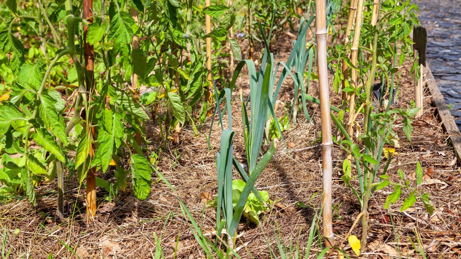 A close-up shot of a row of rotated crops and intercropped edible greenery, all situated in a well lit area outdoors