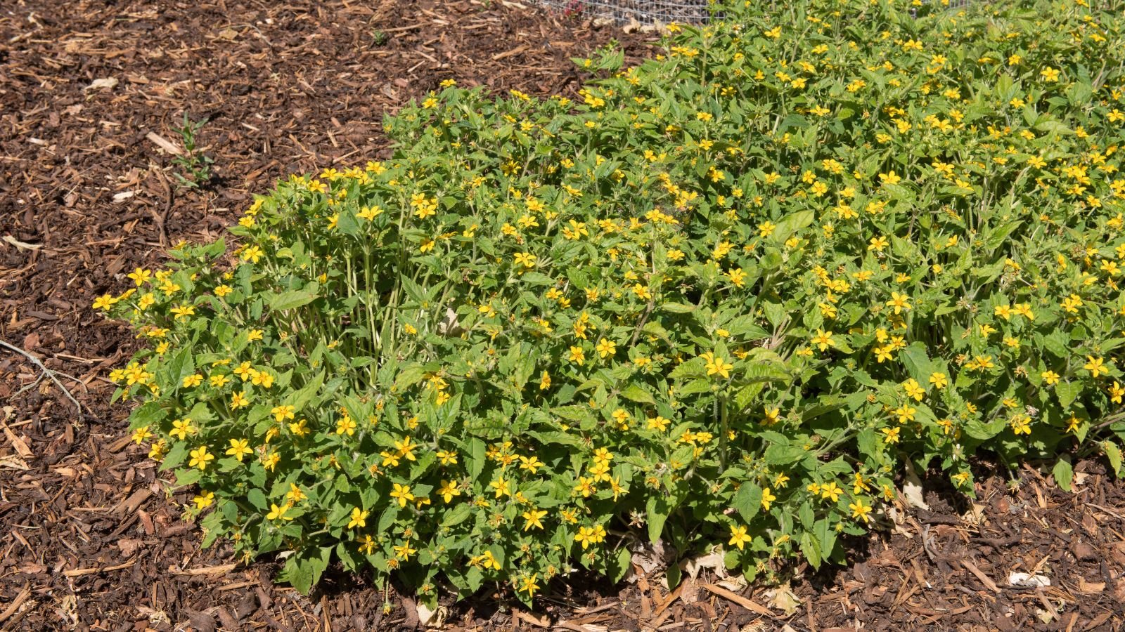 A shot of ground cover plants along with its yellow flowers, growing in rich brown soil and showcasing its small height and appearance basking in a bright sunlit area outdoors