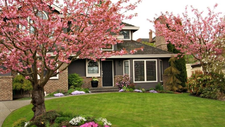 A Guide to Choosing the Best Tree For Your Yard: Factors to Consider