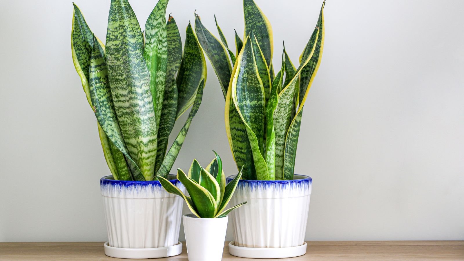 A shot of multiple flowering plants showcasing their sturdy multi-colored leaves that is placed in white pots on top of a wooden surface all situated in a well lit area indoors