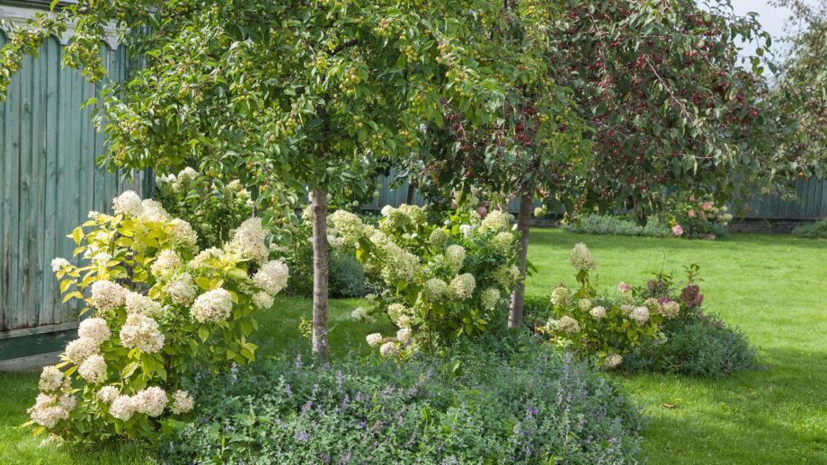 A Guide to Choosing the Best Tree For Your Yard: Factors to Consider