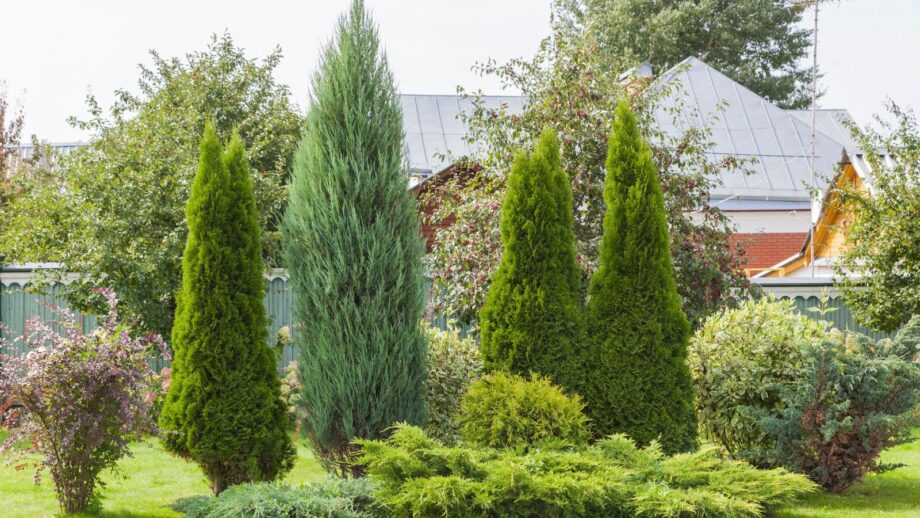 A Guide to Choosing the Best Tree For Your Yard: Factors to Consider
