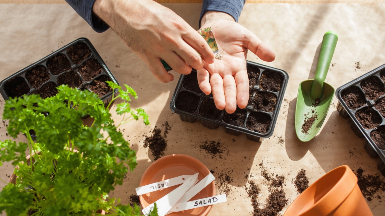 Simple Seed Planting Seed-Starting for Beginners: Our Best Tips for Easy Growing