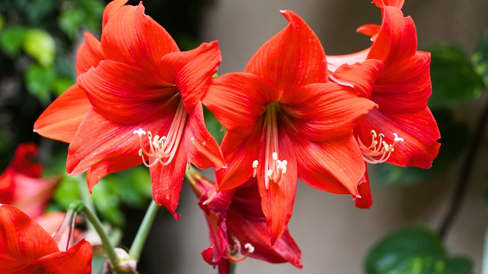 Tall, sturdy green stem topped with large, trumpet-shaped, vivid red flowers featuring prominent yellow stamens and strap-like green leaves.