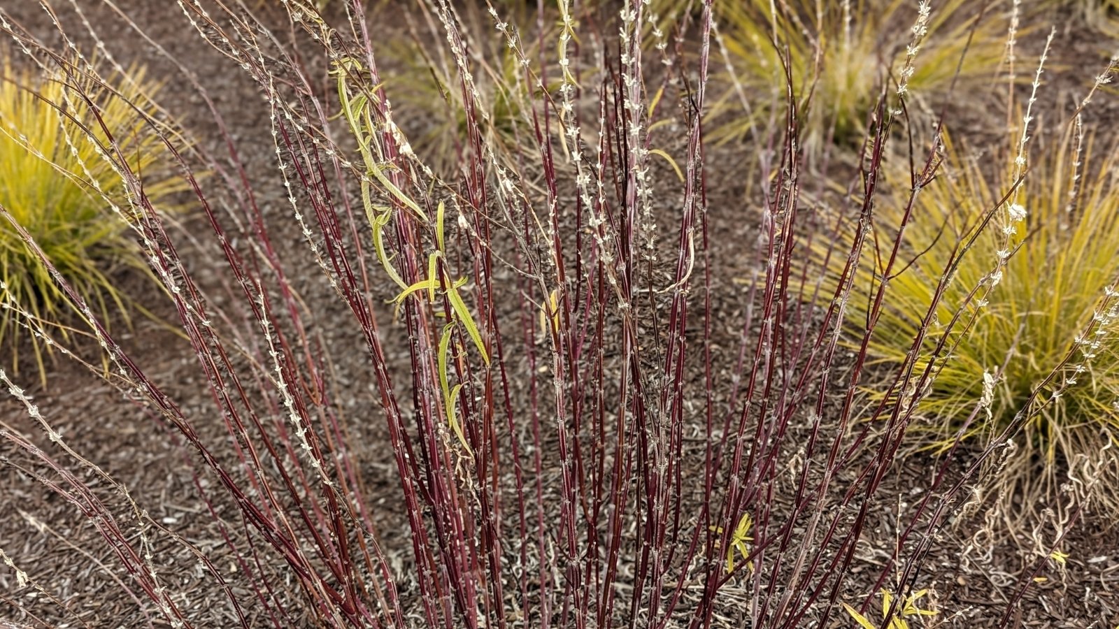 Andropogon gerardii 'Blackhawks' displaying dark burgundy stems and foliage that deepen in color as the season progresses.