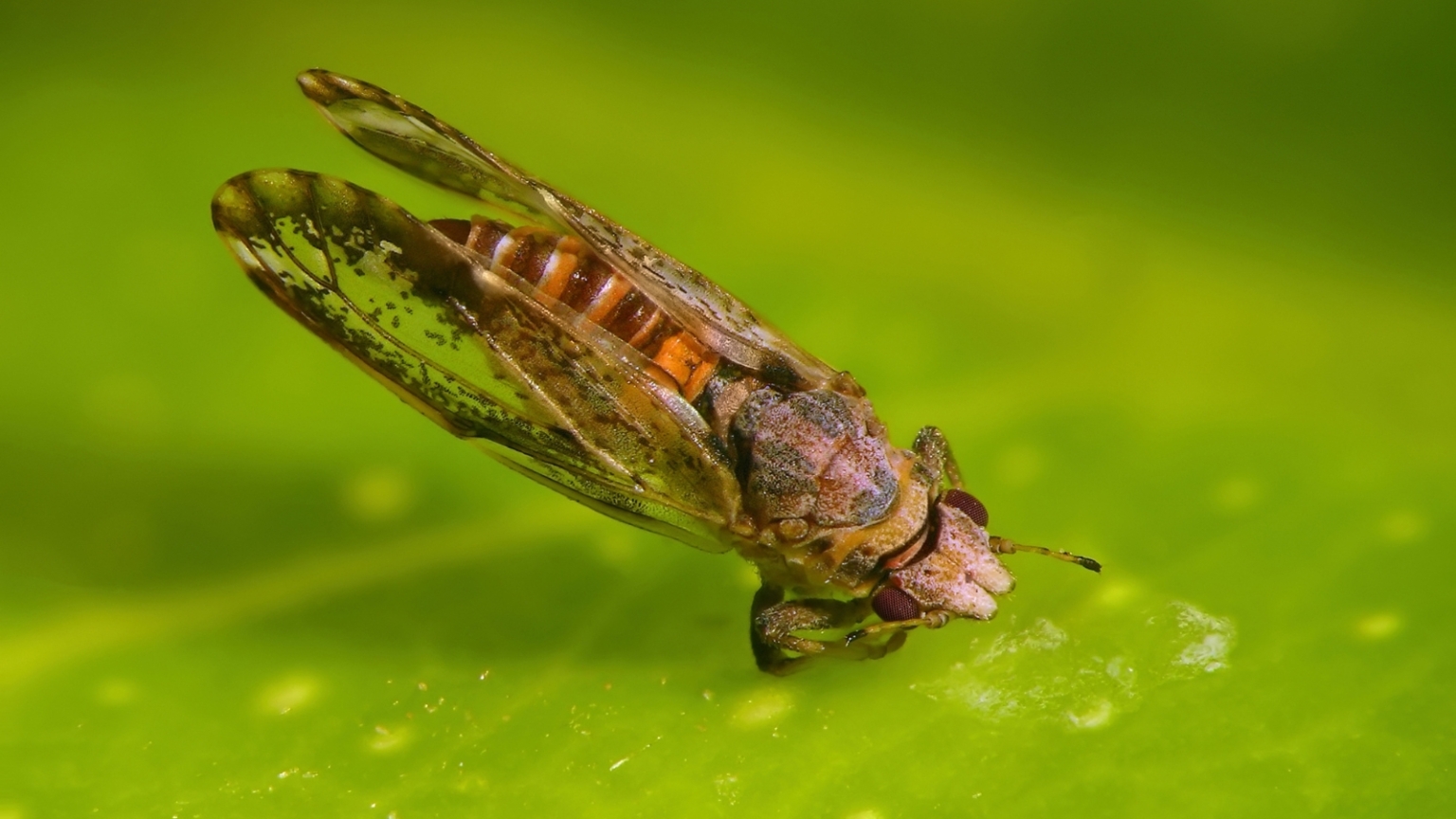 Durun Insect How to Plant, Grow, and Care for Durian Tree