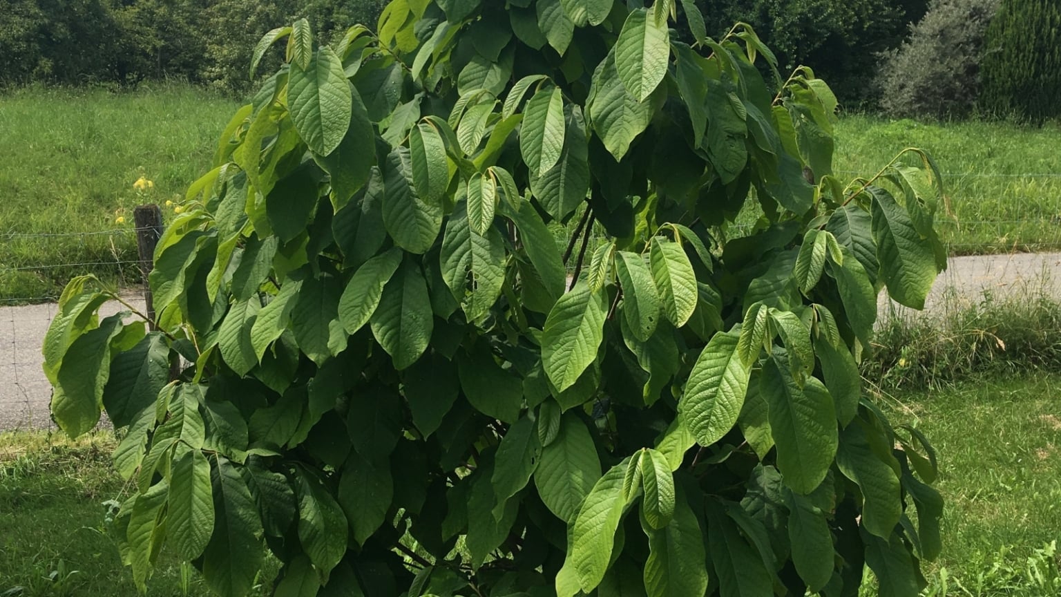 How to Plant, Grow, and Care For Pawpaw Trees