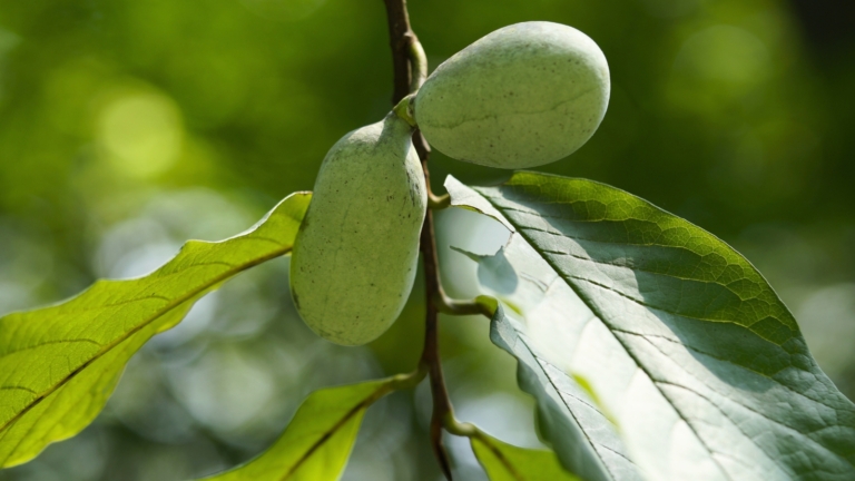 How to Plant, Grow, and Care For Pawpaw Trees